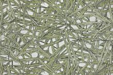 Обои 10160-04 (6) Riverside Тропикс АРТЕКС выводим